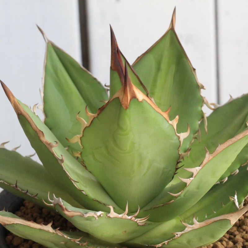 アガベ チタノタ タワーオブバベル親株 アガベ チタノタ タワーオブバベル (発根済み) RF22869 | RAFLUM