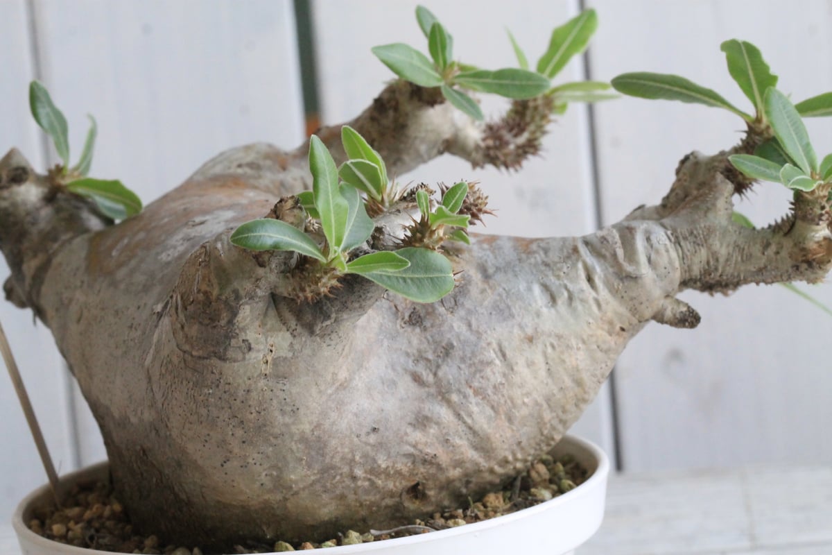 パキポディウム　マカイエンセ　現地球株 パキポディウム マカイエンセ 現地球〈魔界玉〉 | N collect plants