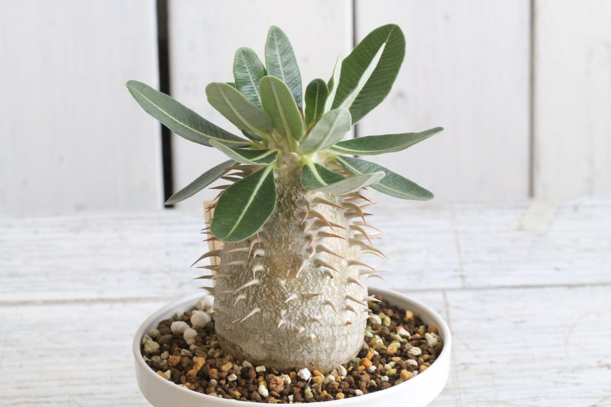 パキポディウム エブルネウム×デンシフローラム① | hanayoshi-botanical