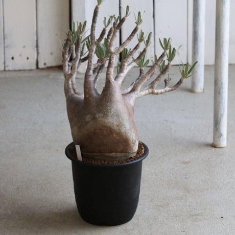 パキポディウム　グラキリス