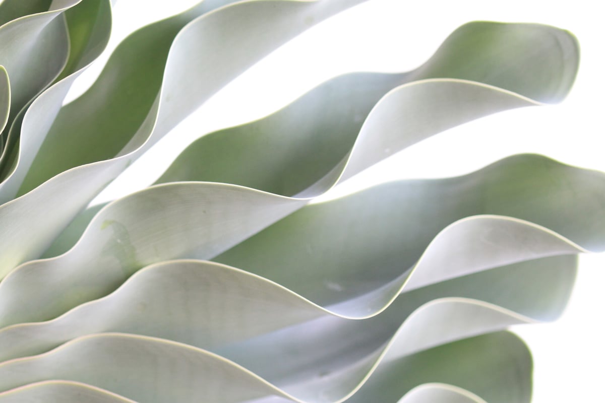 ブーファン※ハエマントイデス ブーファンハエマントイデス | STORES