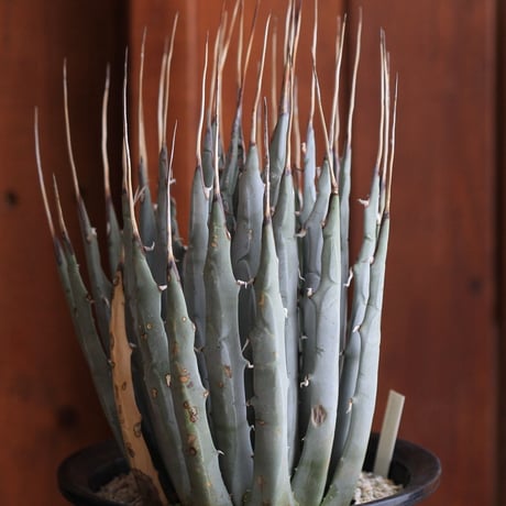 Agave　ユタエンシス　エボリスピナ
