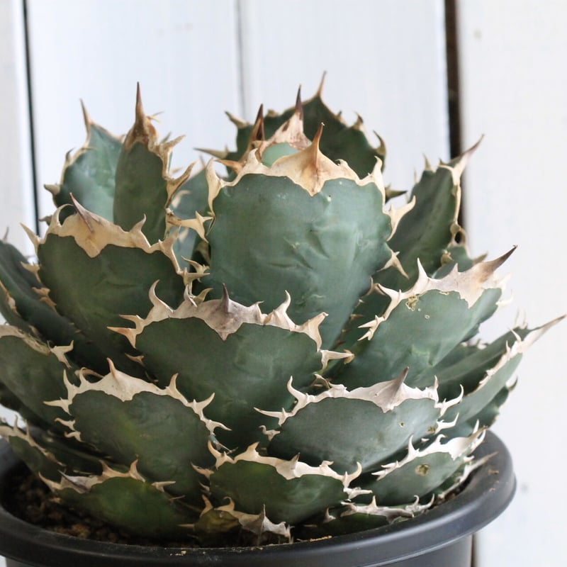 アガベ チタノタ FO-76 | hanayoshi-botanical