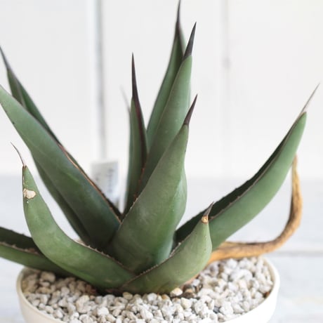Agave　シャークスキン