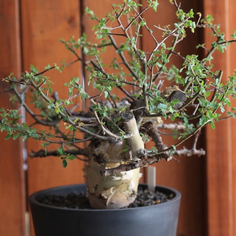 Commiphora　kataf 　コミフォラ　カタフ