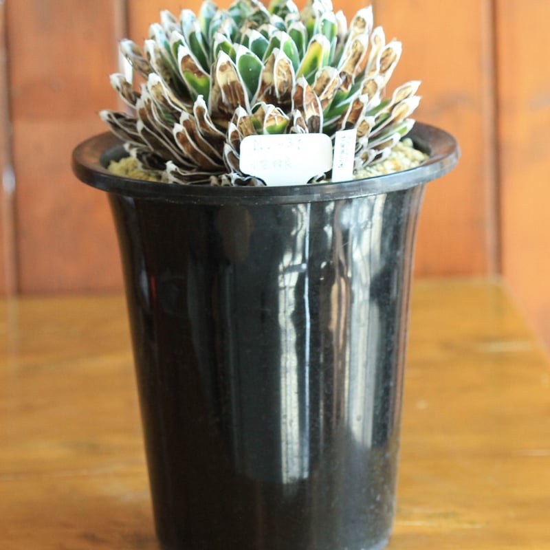 agabve 特選笹の雪 NO-39 小型特良 | hanayoshi-botanical