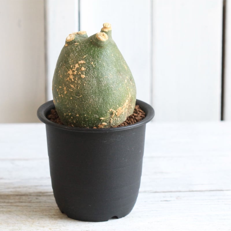 アデニア プセウドグロボーサ | hanayoshi-botanical