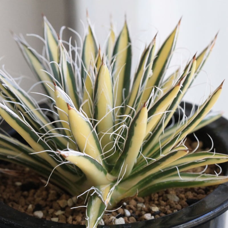 アガベ　ウェベリー黄中斑 アガベ 姫乱雪黄中斑 | hanayoshi-botanical