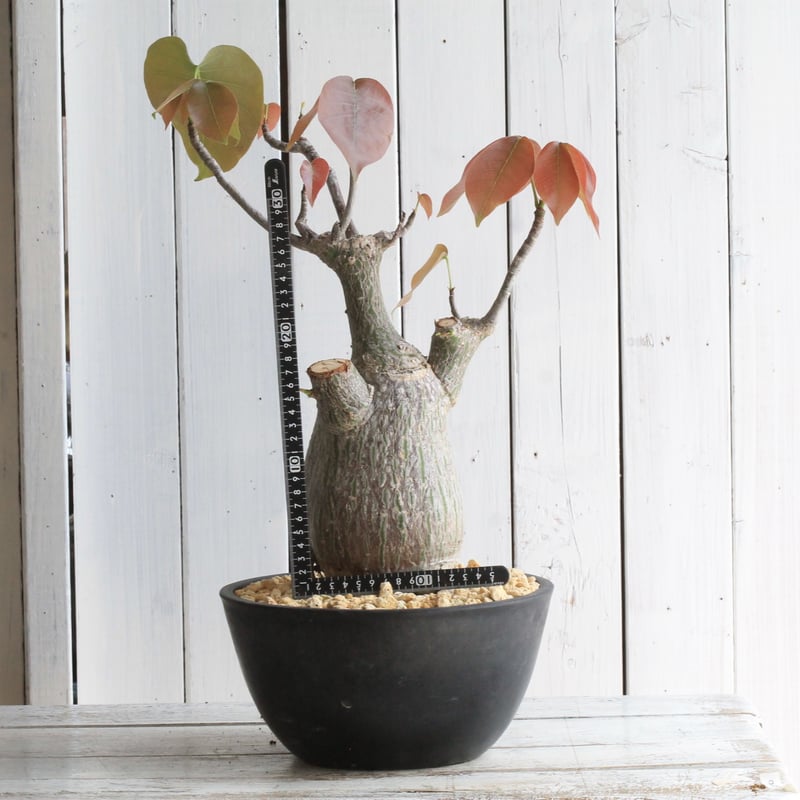 ボンバックス エリプチカム 実生 | hanayoshi-botanical