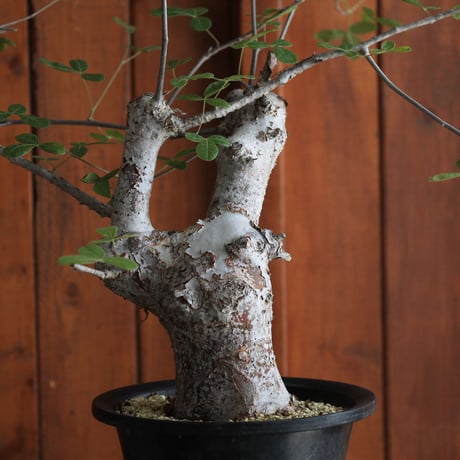 commiphora　オルビクラリス