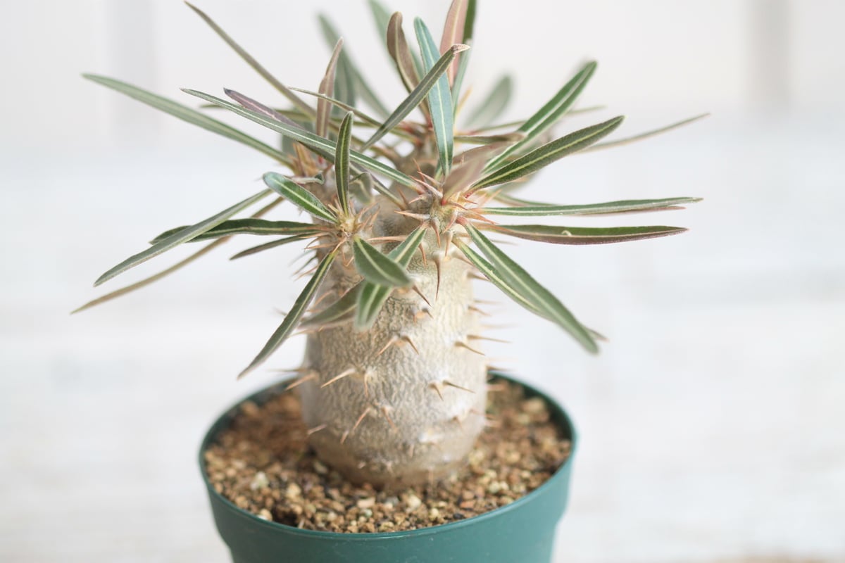 パキポディウム カクチペス 実生 パキポディウム カクチペス(実生) / Pachypodium rosulatum var.
