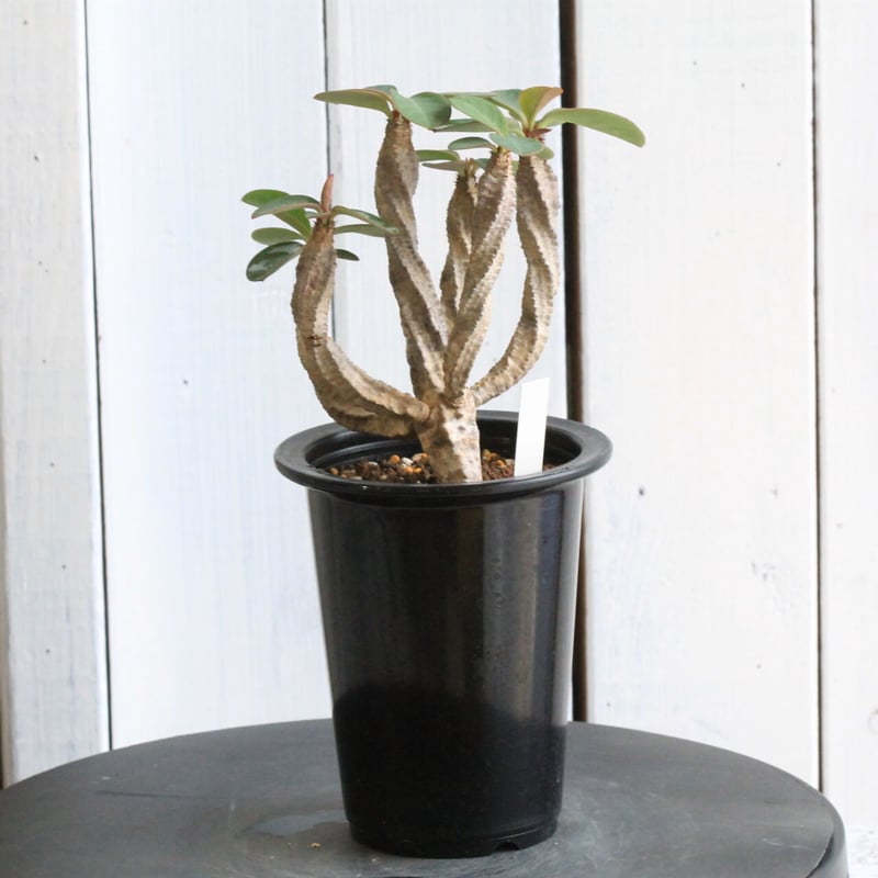 ユーフォルビア オーレビリデフローラ | hanayoshi-botanical