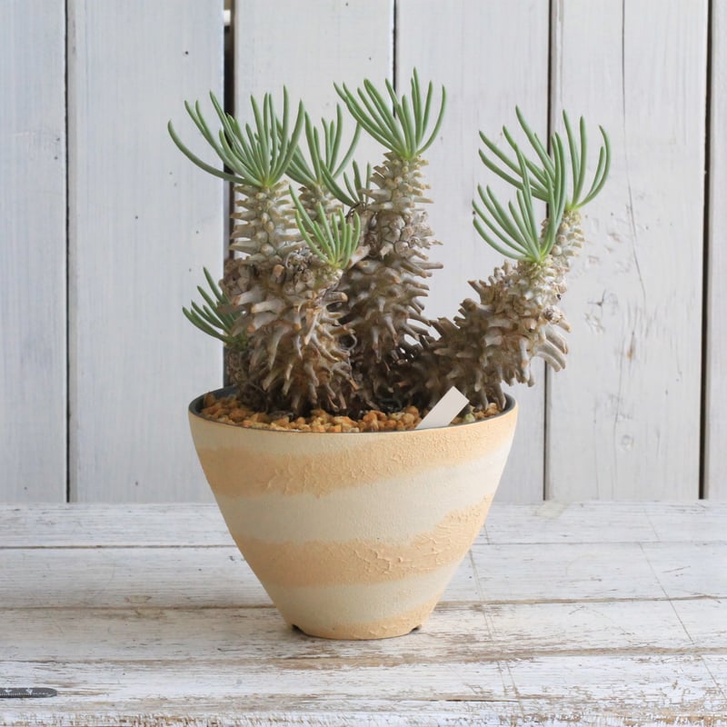 チレコドン ワリチー 現地株 チレコドン ワリチー 現地球 yaji²ポット | hanayoshi-botanical