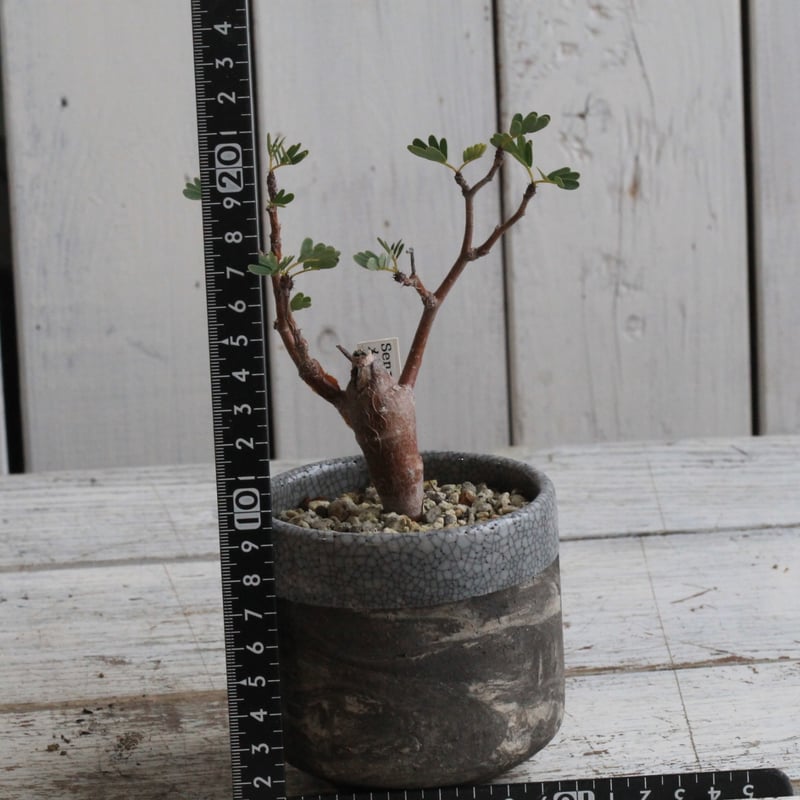 センナ メリディオナリス 実生 Hanayoshi-botanicalオリジナルポット