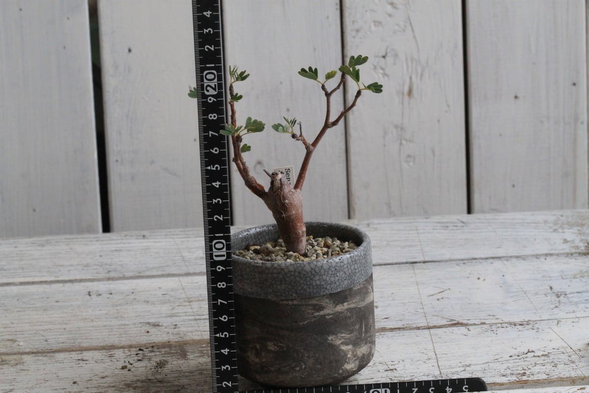 センナ メリディオナリス 実生 Hanayoshi-botanicalオリジナルポット