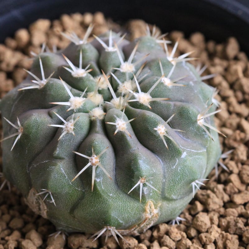 コピアポア コルムナ アルバ（実生） | hanayoshi-botanical