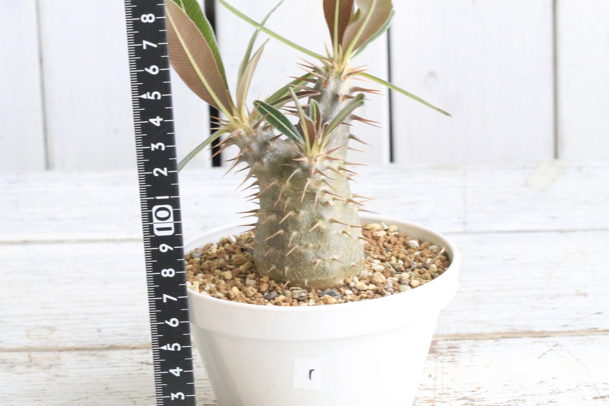 パキポディウム カクチペス 実生 ① | hanayoshi-botanical