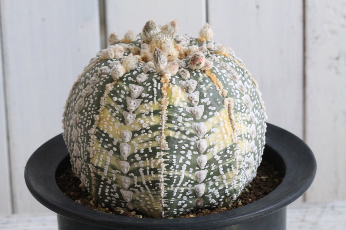 兜錦　台木　亀甲兜　アストロフィツム　サボテン アストロフィツム スーパー兜錦（接ぎ木） | hanayoshi-botanical