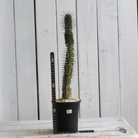 アローディア　モンタグナッキー②