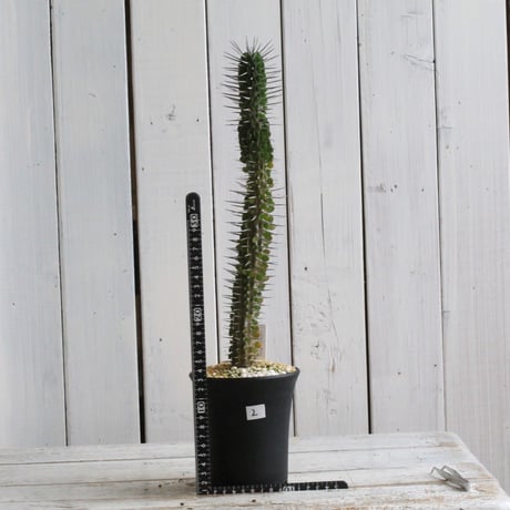 モンタグナッキー | STORES