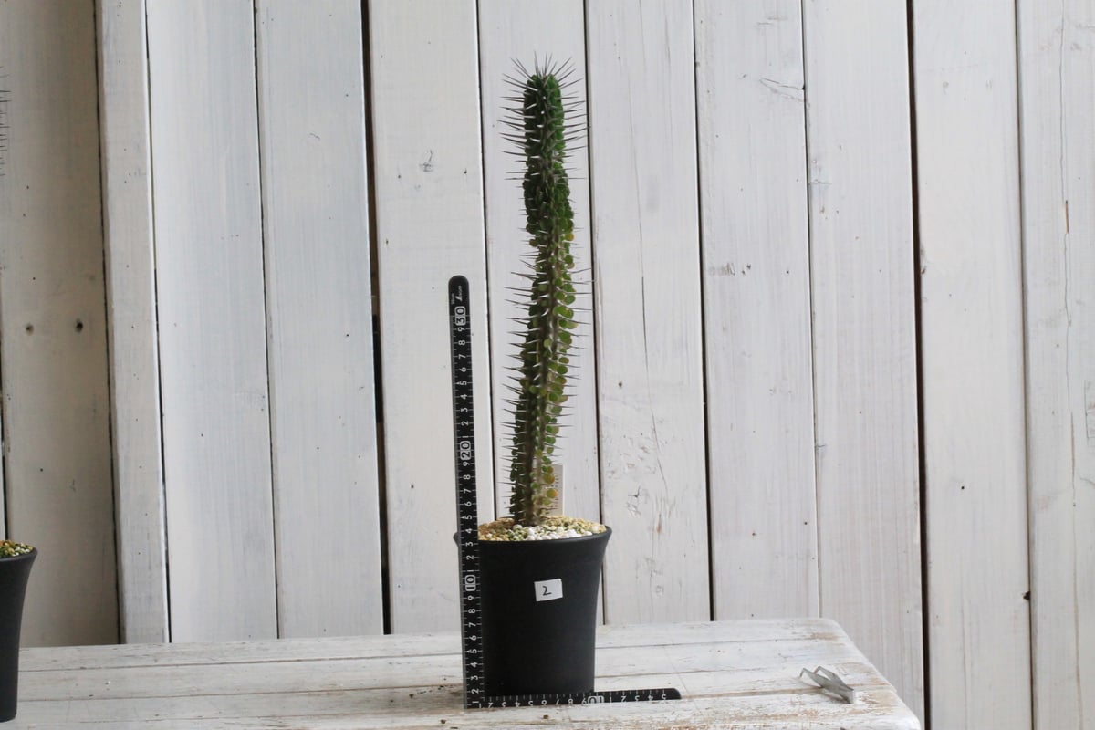 アローディア モンタグナッキー 陶器鉢 お皿付き アローディア