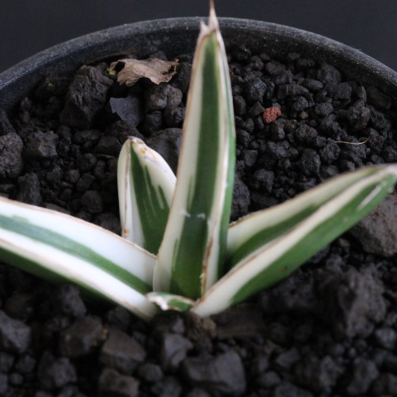 アガベ 氷山 | hanayoshi-botanical