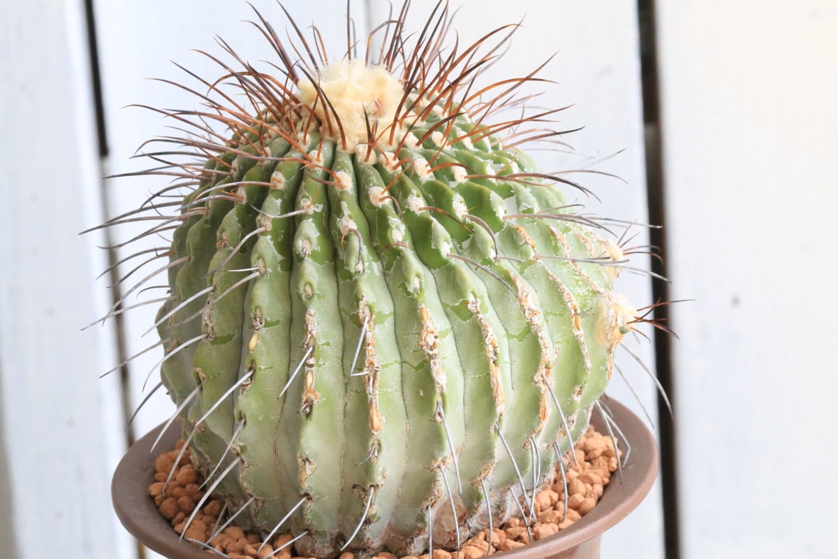 コピアポアギガンティア　現地株 Copiapoa gigantea【コピアポア・ギガンティア・実生】 | RIMO'S GREEN
