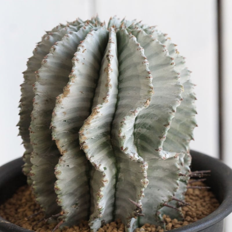 ユーフォルビア　ホリダ ホワイトゼブラ　ホワイトストリアータ　白衣　超極白　⑧ ユーフォルビア ホワイトストリアータ | hanayoshi-botanical