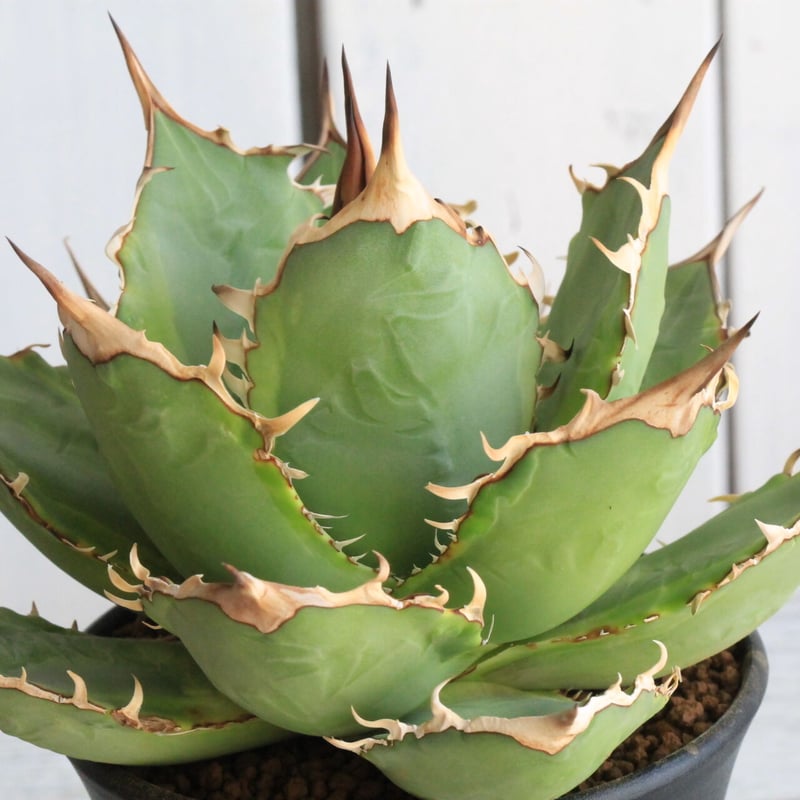 アガベ チタノタ 厳流（覆輪斑） | hanayoshi-botanical