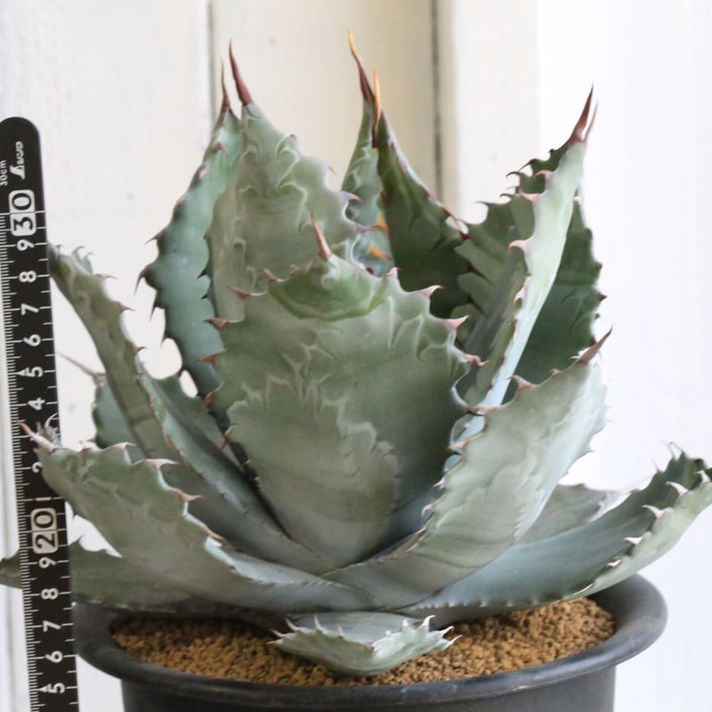 アガベ パラサナ×コロラータ | hanayoshi-botanical