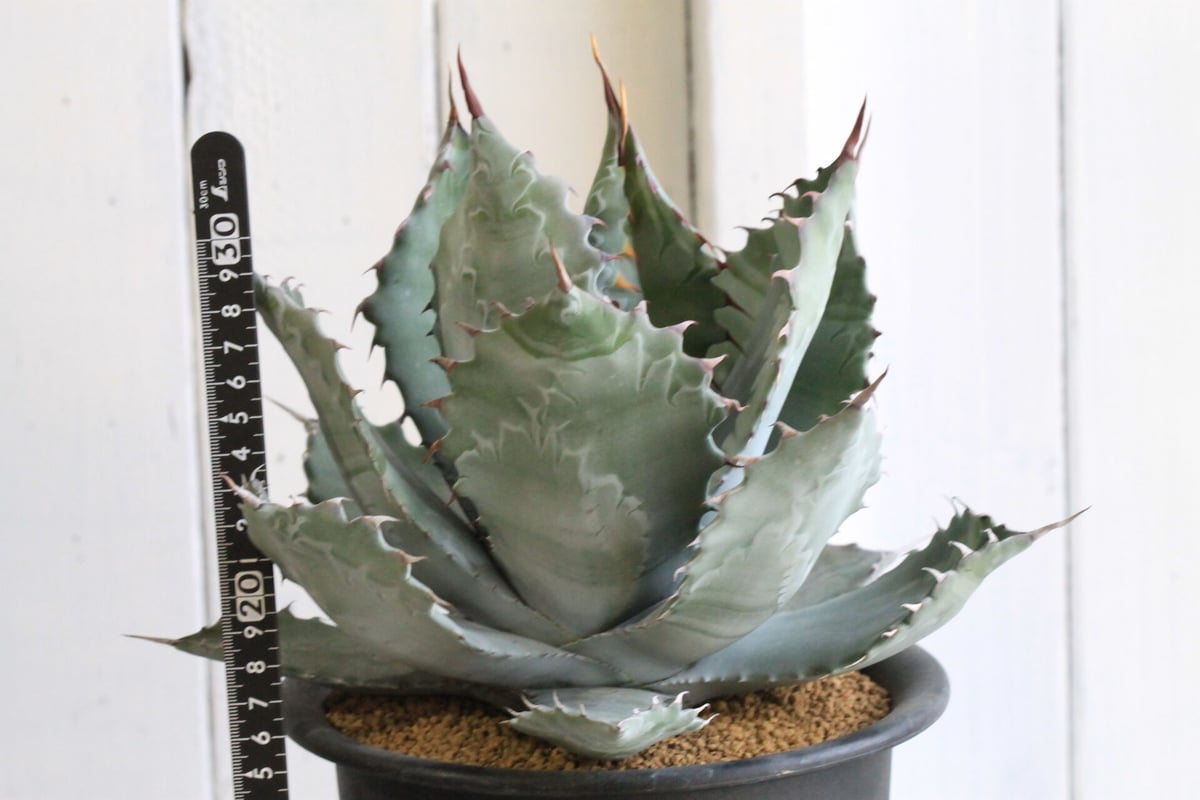 fit=scale-down,w=1200