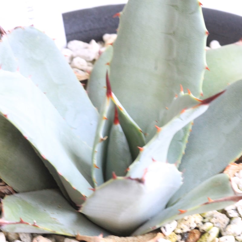 アガベ パリー 吉祥天② | hanayoshi-botanical