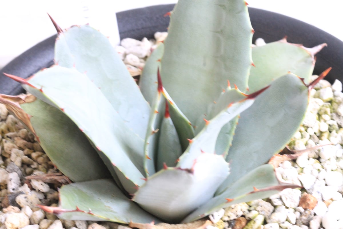 アガベ パリー 吉祥天② | hanayoshi-botanical