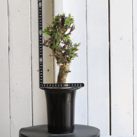 コミフォラ　現地球 Commiphora cyclophira コミフォラ シクロフィラ 発根済現地株 #2 |