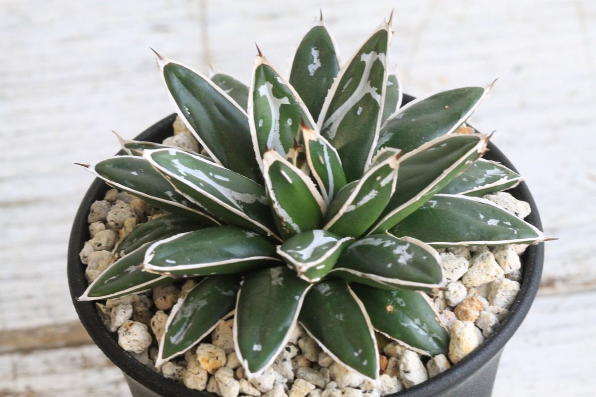 お*そ様 アガベ 名峰富士 仔株【希少 選抜】検索 ロウルサンコ 姫笹