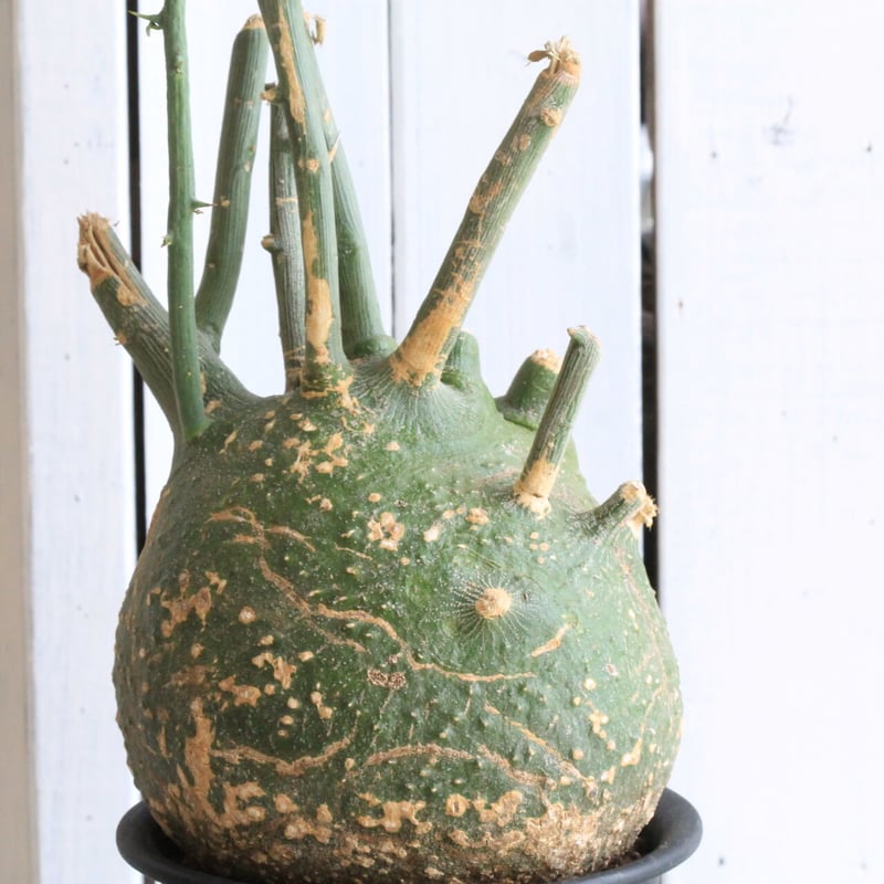 アデニア プセウドグロボーサ | hanayoshi-botanical 