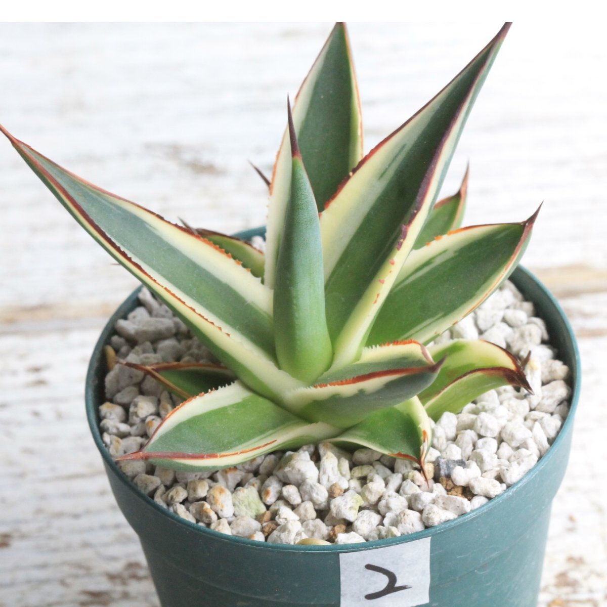 現品】アガベ・スノーグロー Agave hyb.'Snow Grow'8号A8 【公式通販】