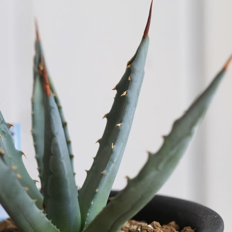 Agave　ユタエンシス　エボリスピナ
