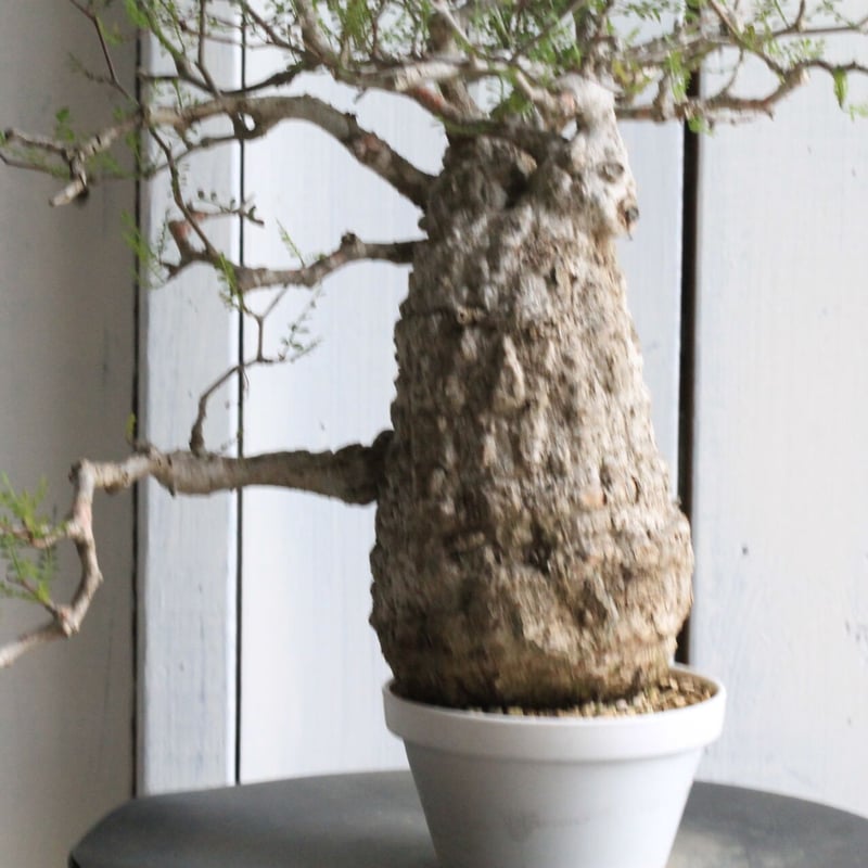 オペルクリカリア パキプス | hanayoshi-botanical