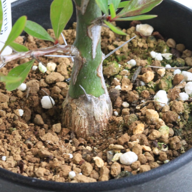フォークイエリア ファシクラータ 挿し木 | hanayoshi-botanical