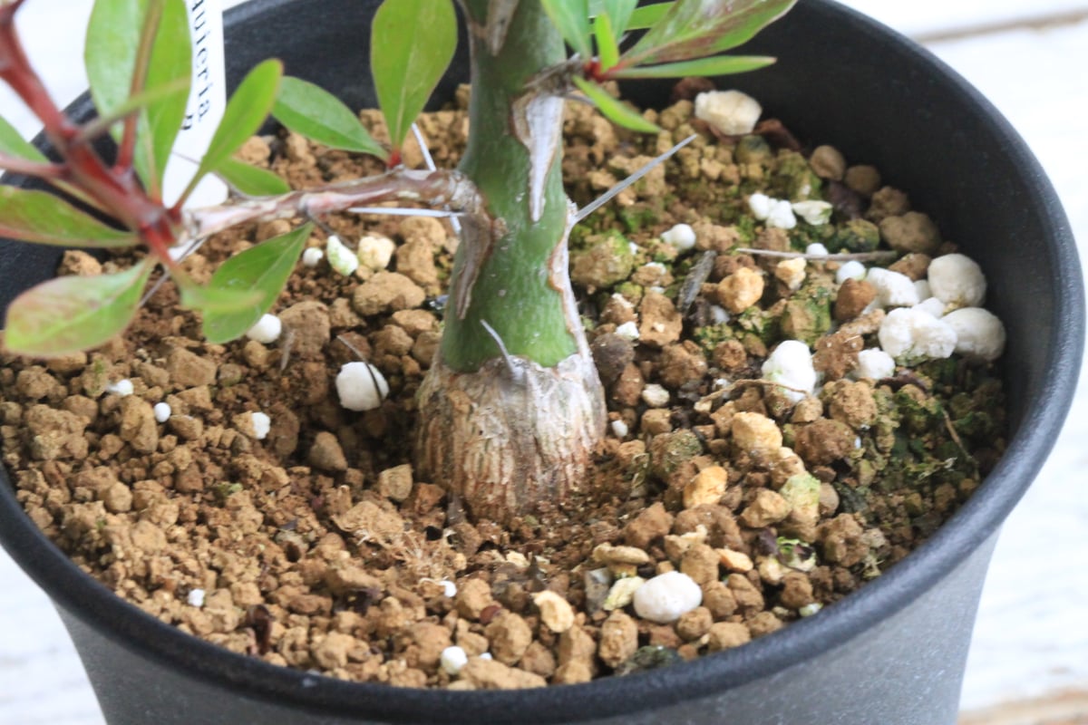フォークイエリア ファシクラータ 挿し木 | hanayoshi-botanical