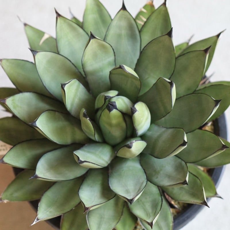 Agave Royal Spin アガベ ロイヤルスピン | hanayoshi-botanical