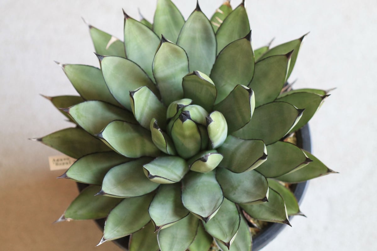 Agave Royal Spin アガベ ロイヤルスピン | hanayoshi-botanical
