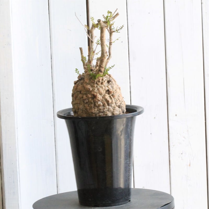 オペルクリカリア パキプス | hanayoshi-botanical