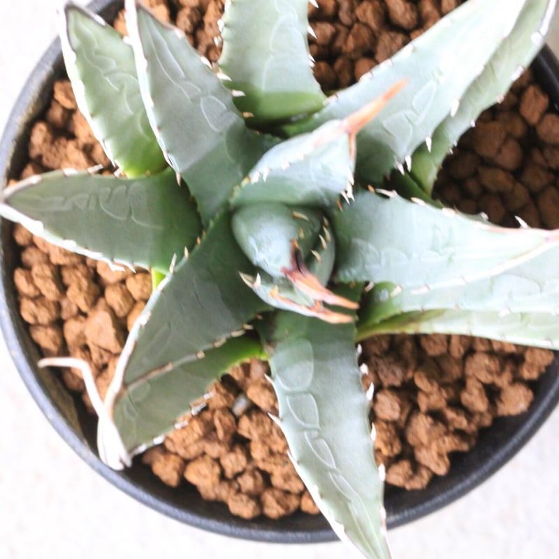 アガベ ユタエンシス | hanayoshi-botanical