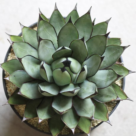 agave ロイヤルスピン