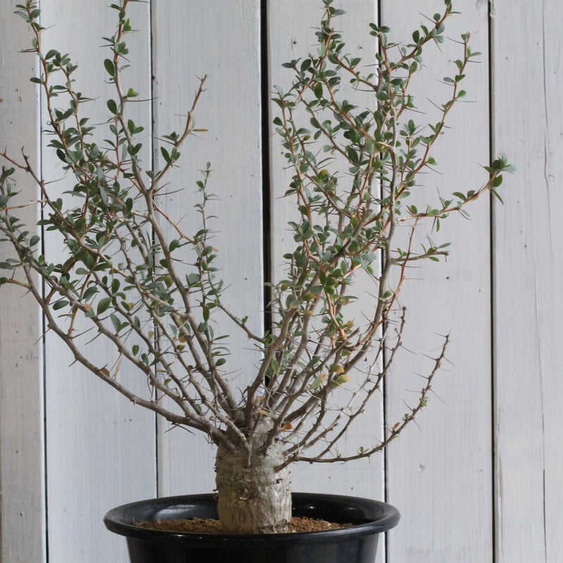 フォークイエリア コルムナリス 観峰玉 | hanayoshi-botanical