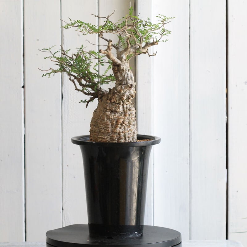 オペルクカリア パキプス | hanayoshi-botanical