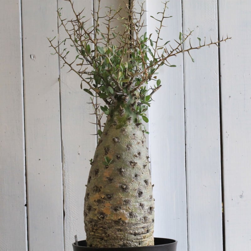 フォークイエリア コルムナリス観峰玉 | hanayoshi-botanical