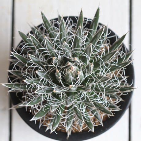 Agave 姫乱れ雪